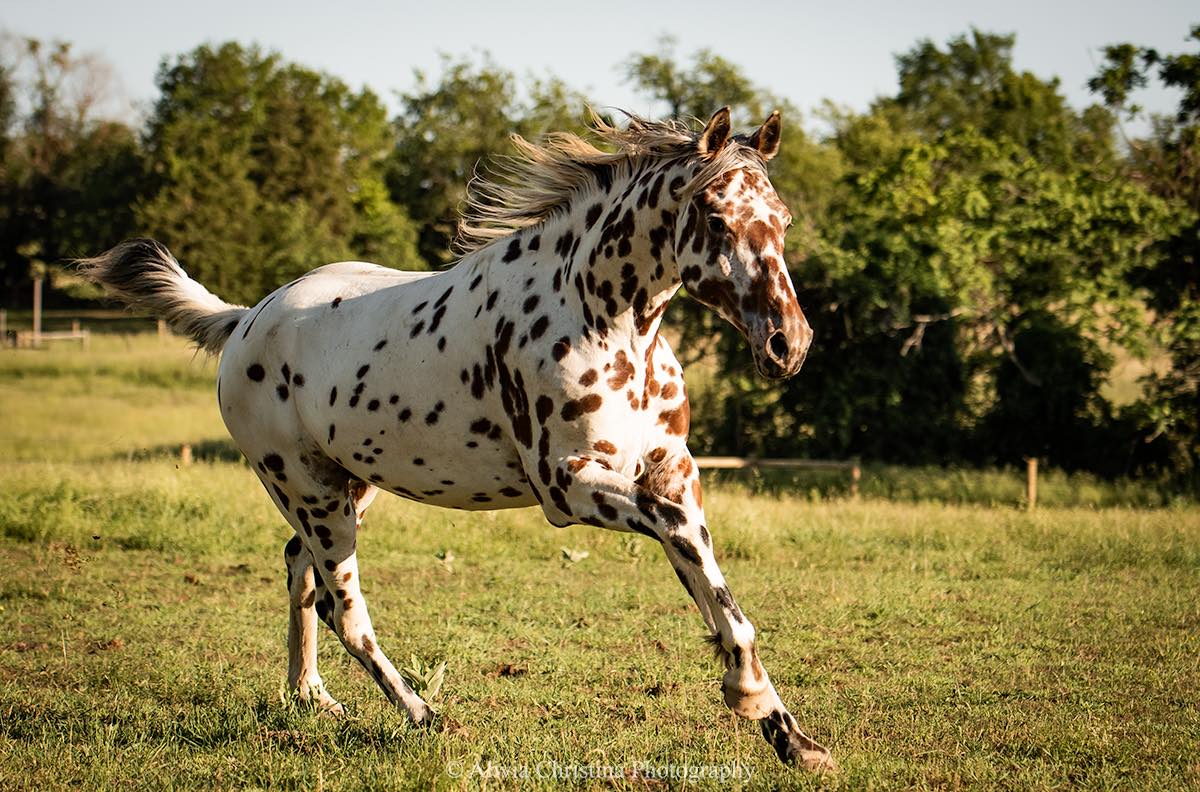 Sartors Falcetto - Knabstrupper Stallion